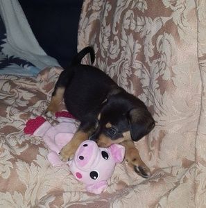 Meet your Posher, Sari